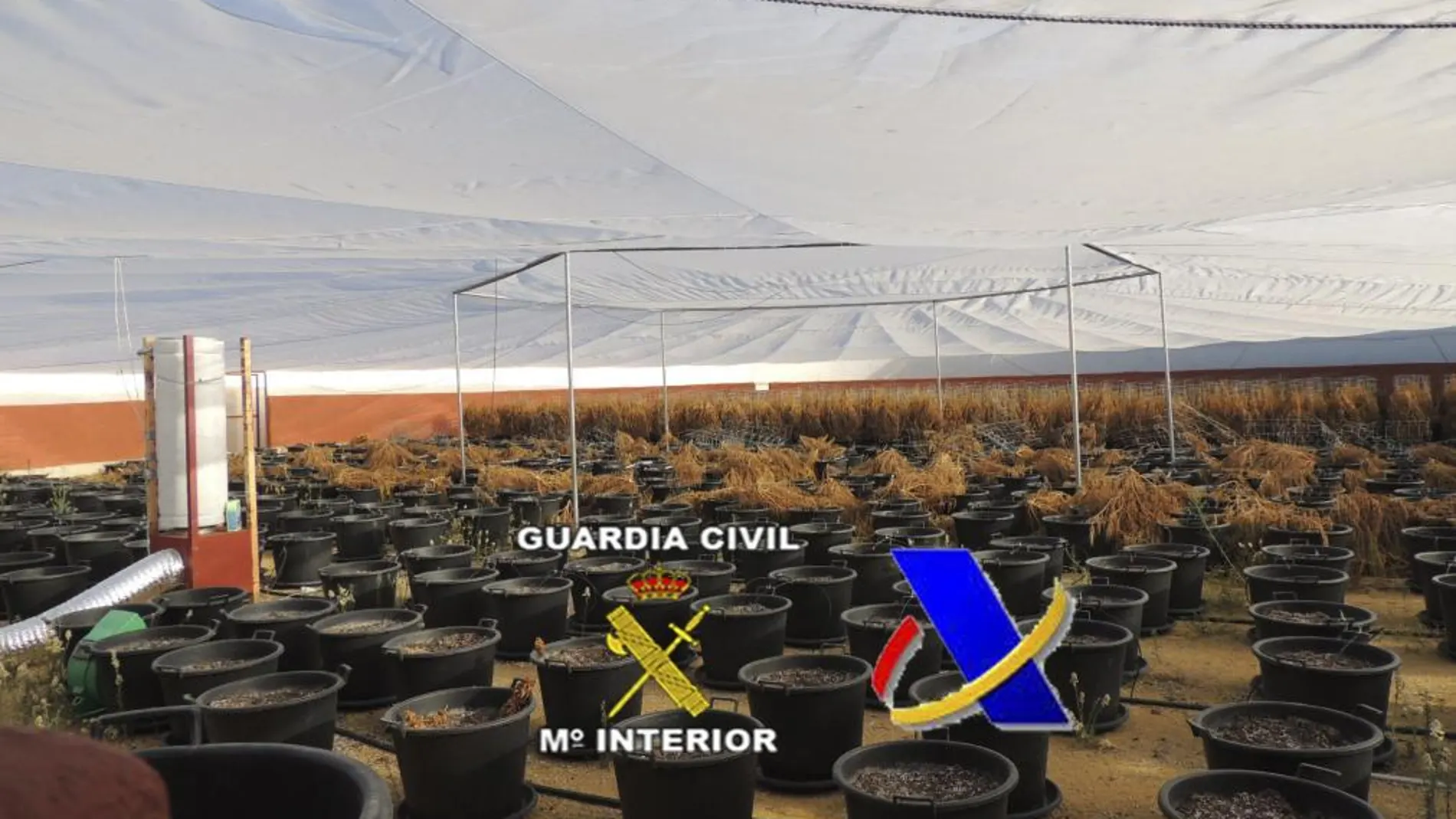 La plantación de marihuana instalada en una plaza de toros de una finca de Almogía (Málaga)