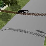 Un puente para que crucen los monos