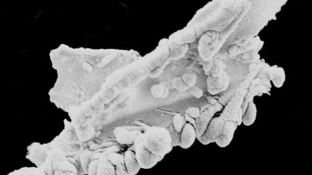 Imagen de la partícula del dragón, origen de la teoría de los extraterrestres