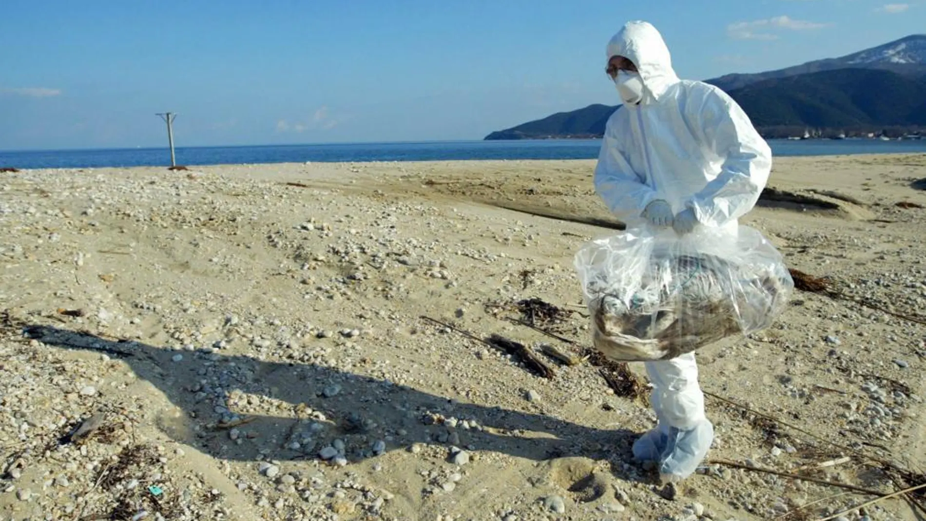 Un miembro del servicio de salud retira un ave muerta por la gripe aviar en Grecia, en una imagen de archivo