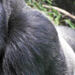Descifrando el ADN del gorila de montaña