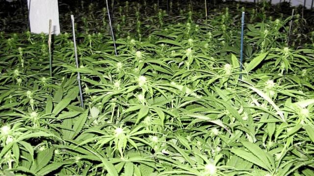 Según las entidades cannábicas, en Cataluña hay unos 100.000 fumadores de estas sustancias