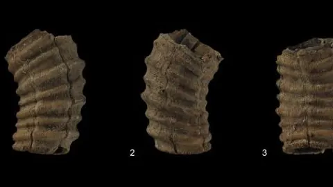 Algunos de los restos hallados, publicados por Quaternary International
