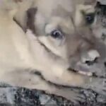 El vídeo muestra cómo los perros tienen miedo al contacto con humanos
