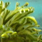 Descubren nuevas algas en el Mediterráneo, algunas tóxicas para los humanos
