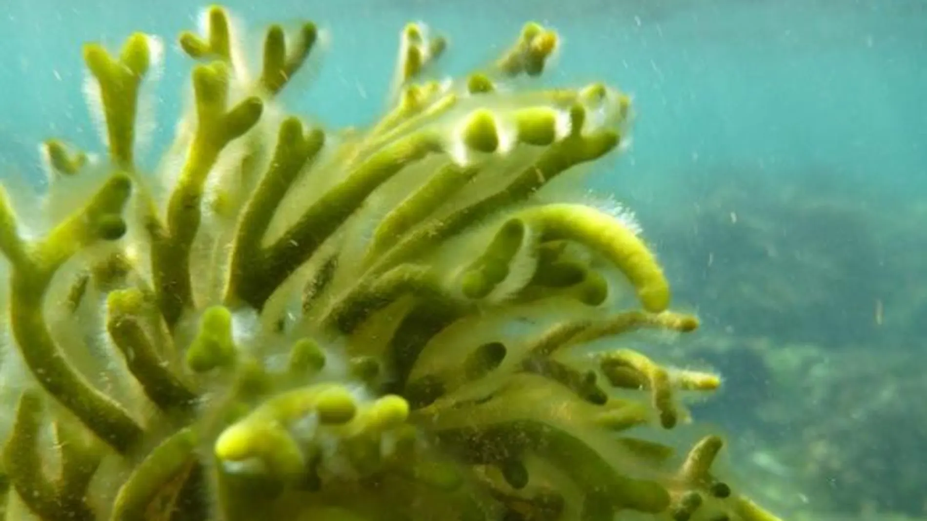 Descubren nuevas algas en el Mediterráneo, algunas tóxicas para los humanos