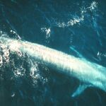 Una ballena azul de la Antártida, difíciles de fotografiar