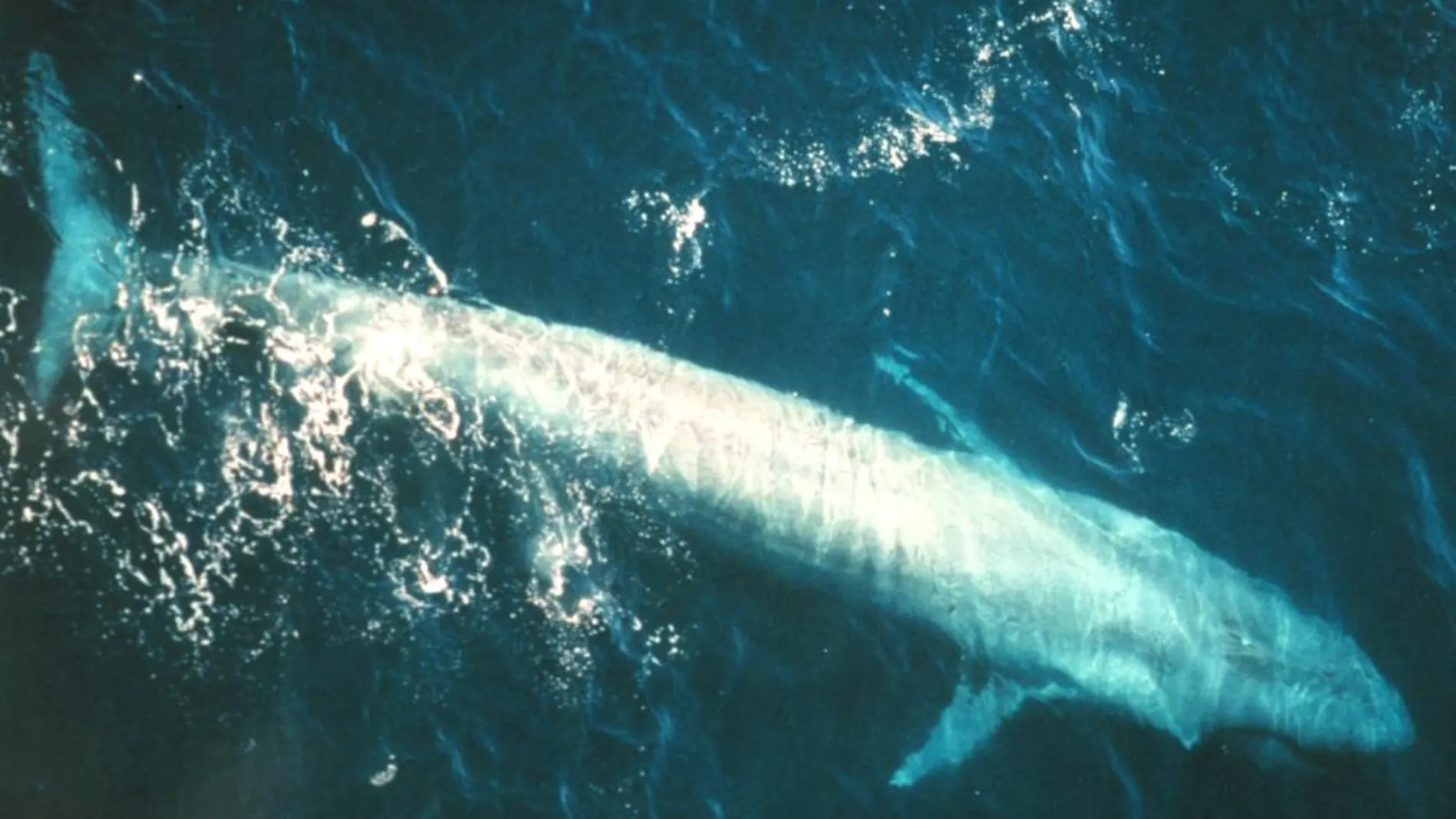 Una ballena azul de la Antártida, difíciles de fotografiar
