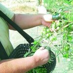 Los pequeños agricultores avisan de que la campaña será muy inferior al «aforo anunciado por la Junta en noviembre de 2012»