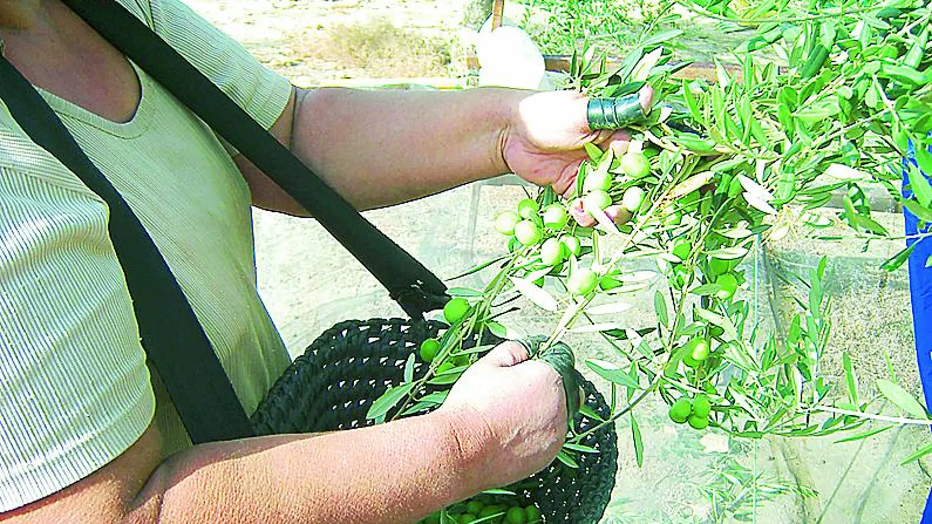 Los pequeños agricultores avisan de que la campaña será muy inferior al «aforo anunciado por la Junta en noviembre de 2012»