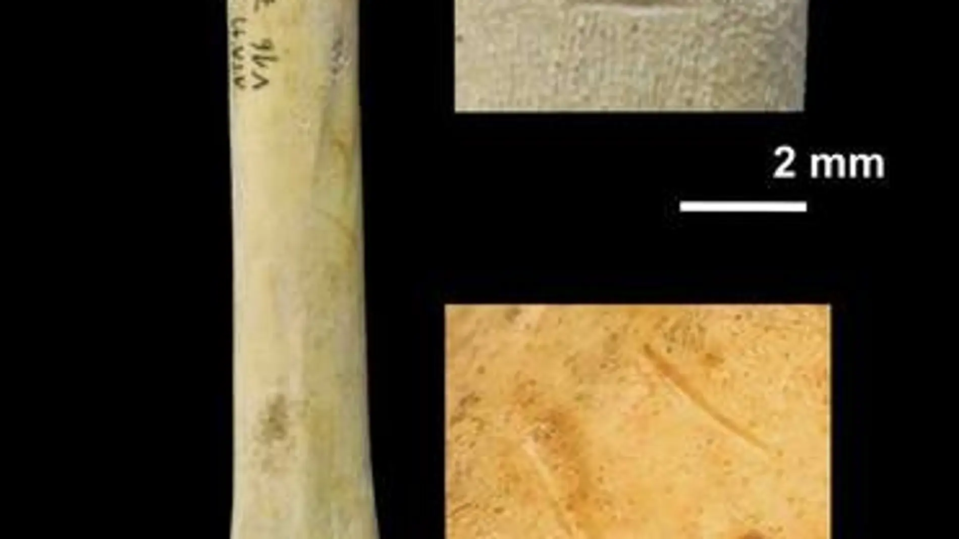 Fragmento de radio de un perro con marcas de corte realizadas por lo homínidos de Atapuerca