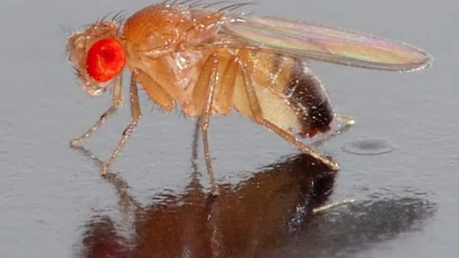 La mosca Drosophila melanogaster