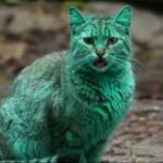 El misterio del gato verde de Bulgaria