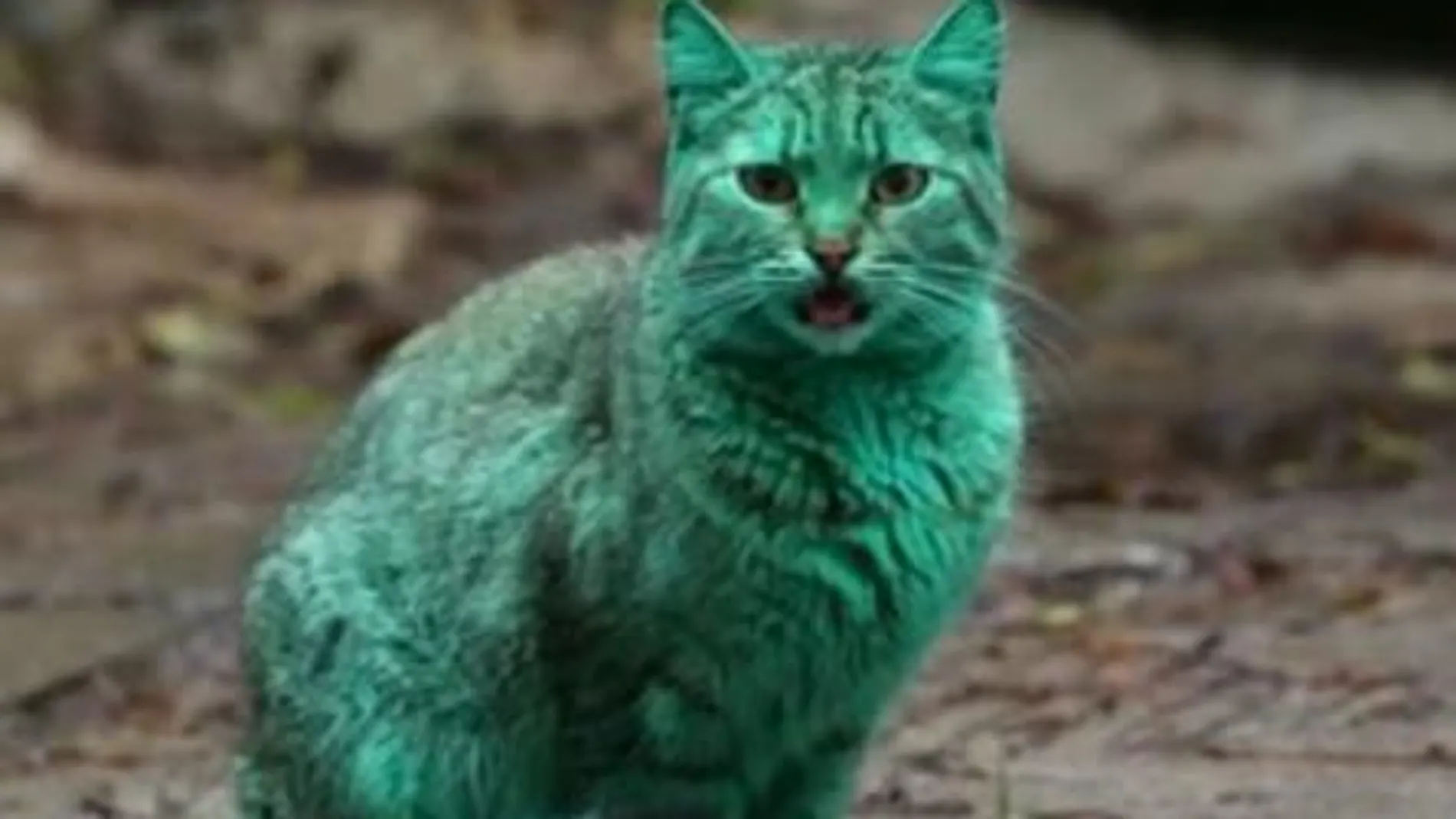 El misterio del gato verde de Bulgaria