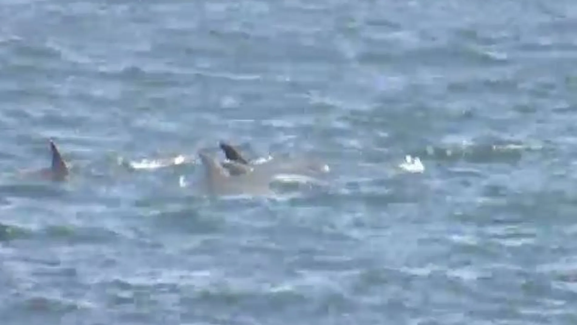Delfines en la playa de Riazor