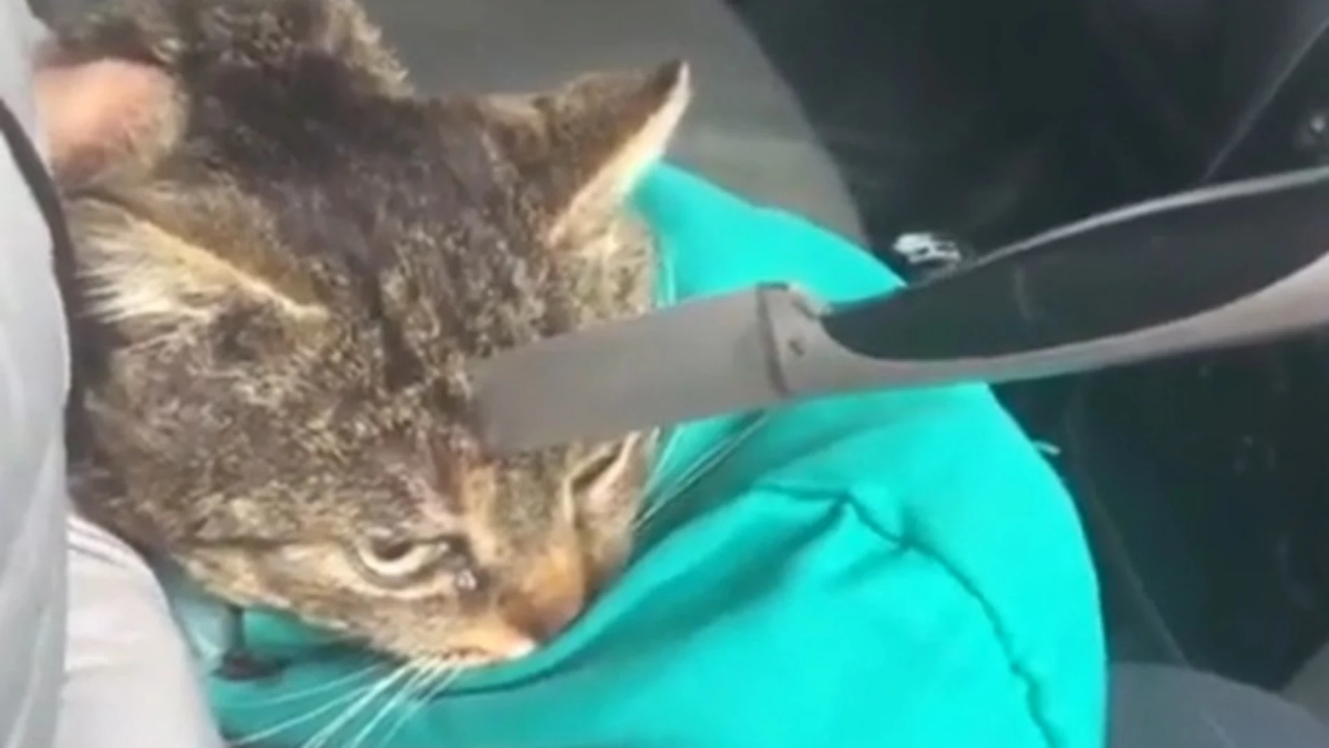 Imagen del gato con el arma incrustada en su cabeza