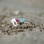  El cangrejo violinista no se reproduce igual por el cambio climático