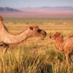 Un nanoanticuerpo presente en llamas y camellos podría desactivar el coronavirus