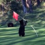 Un oso interrumpe un partido de golf y se "marca"un baile con una bandera