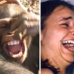 Un chimpancé y un humano, riendo