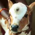 Una vaca con tres ojos se convierte en un icono religioso en India