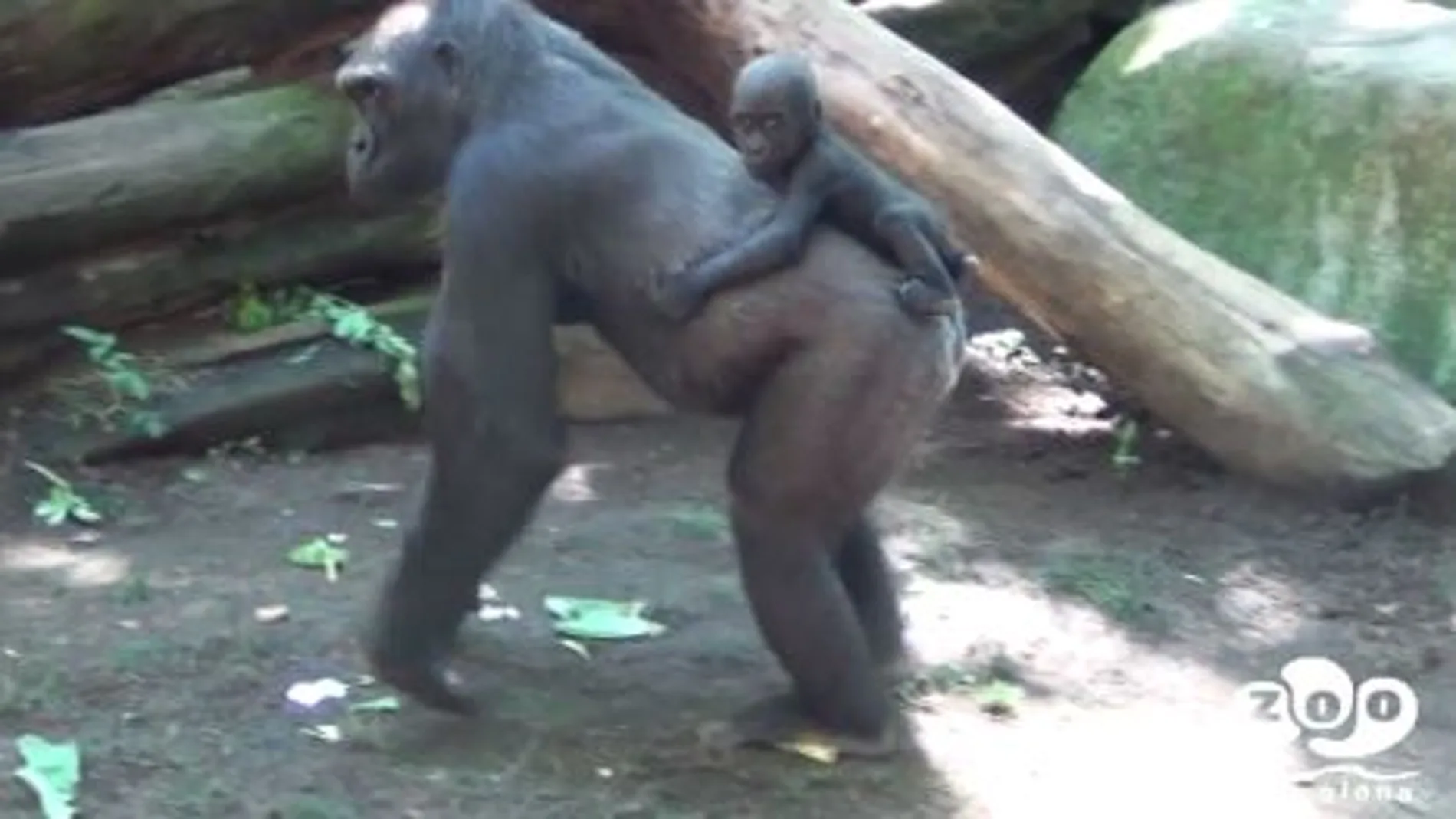 Nace una cría de gorila en el Zoo de Barcelona