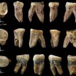Fósiles dentales de Xujiayao