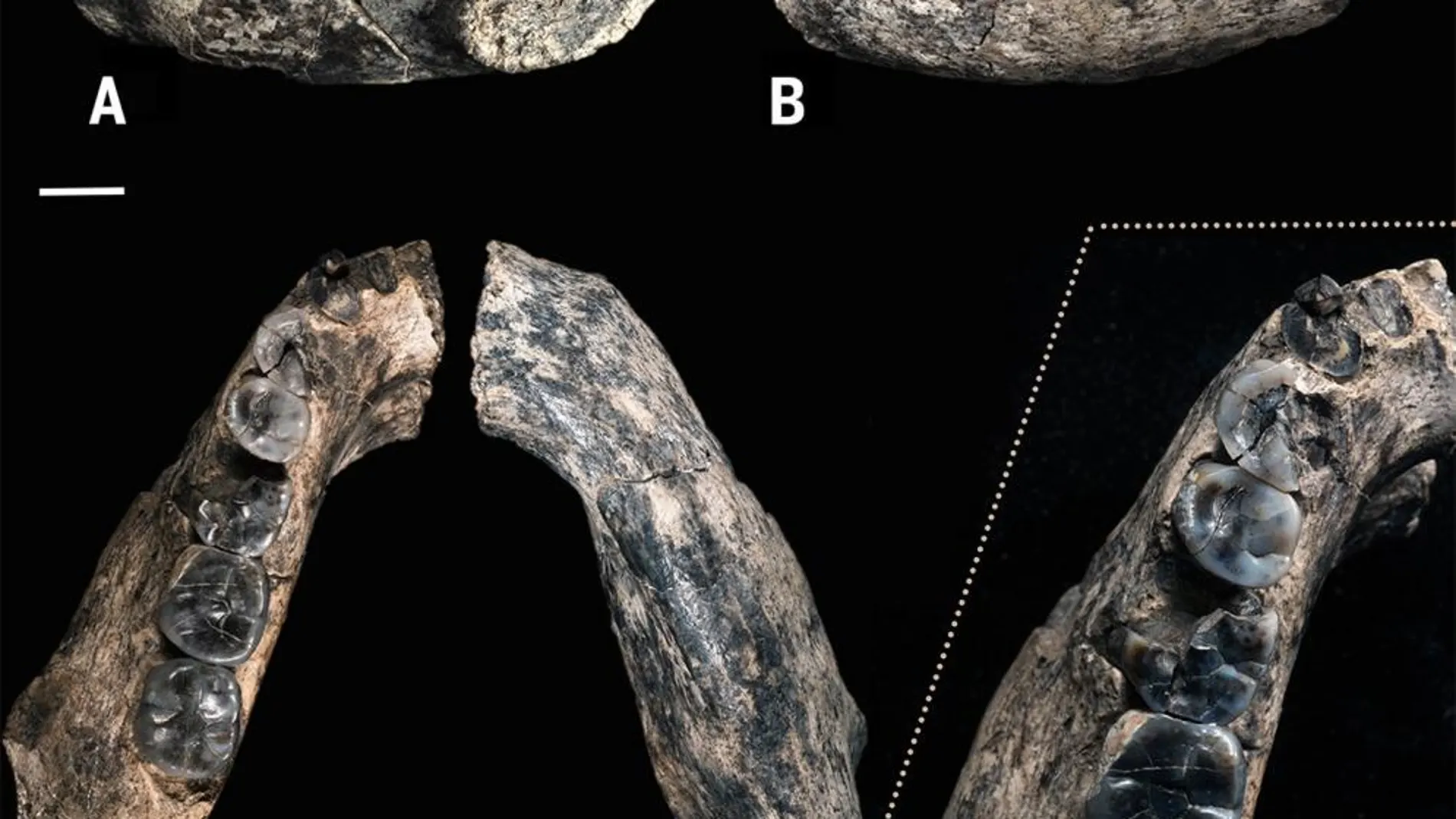 Imagen de la mandíbula de hace de 2,8 millones de años encontrada en Etiopía