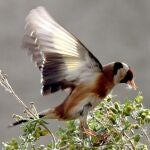 La mayoría de los sonidos recogidos pertenecen a aves
