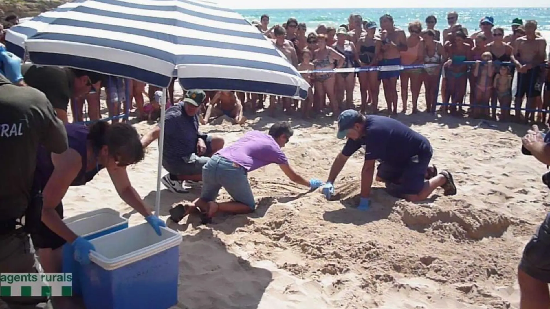 Efectivos de la Red de Rescate Marino han trasladado los huevos al Delta del Ebro