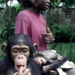 Un bebé chimpancé en Nigeria, en una imagen de archivo