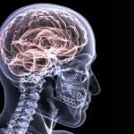 Los genes tienen comportamientos distintos en edades diferentes