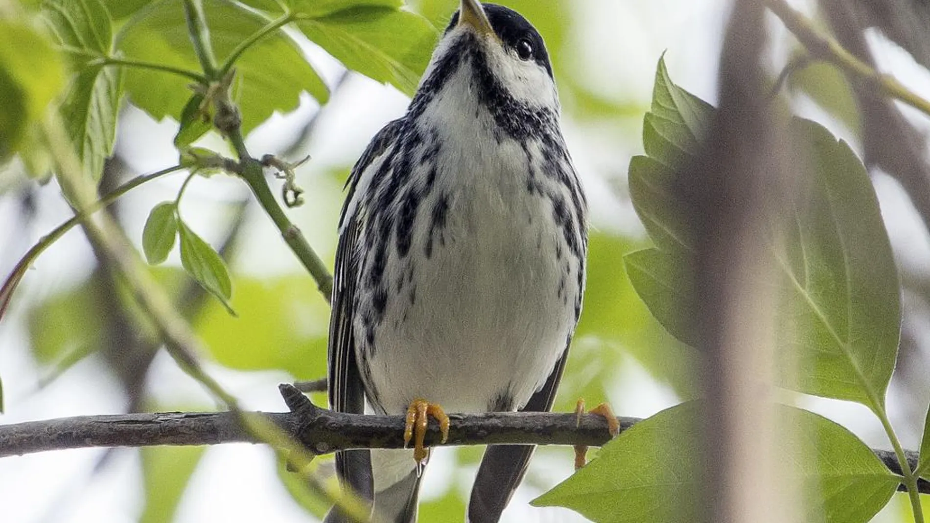 Una Reinita Estriada en Minnesota