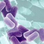 Una de las bacterias modificadas pertenece a la cepa E. coli