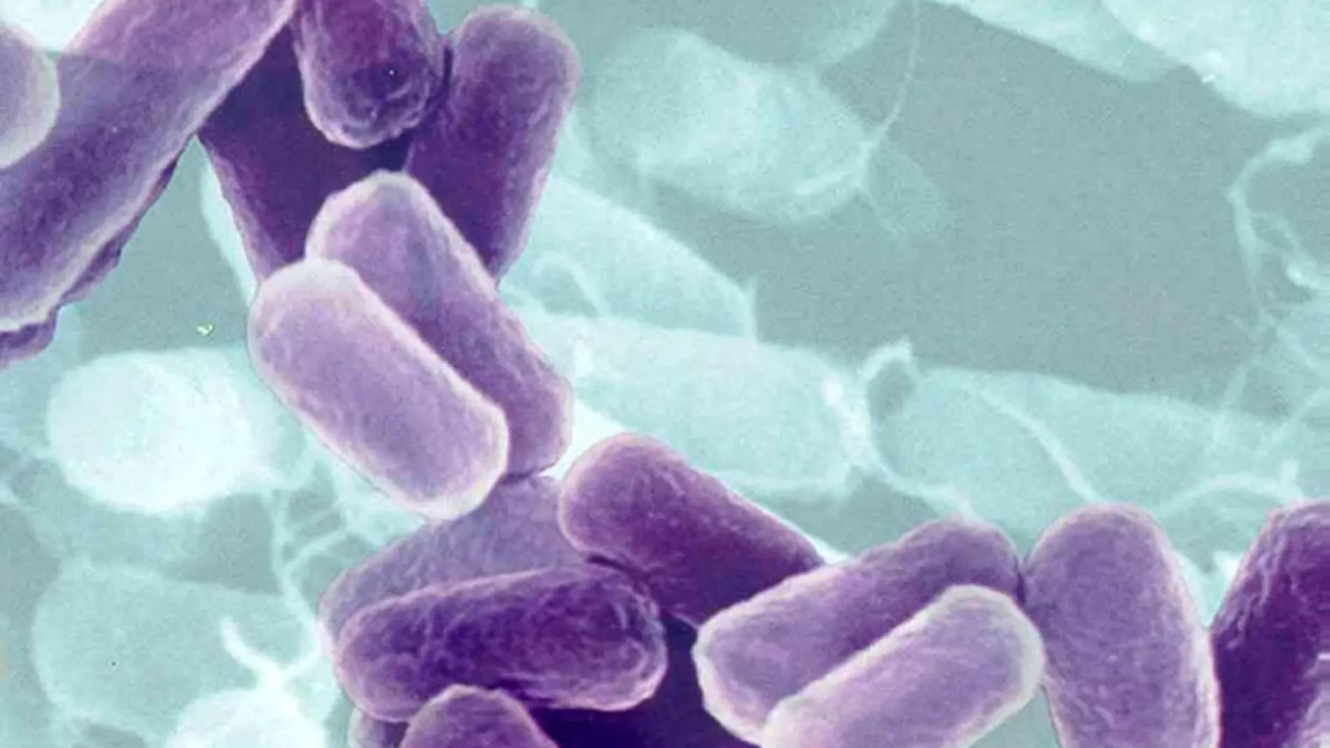 Una de las bacterias modificadas pertenece a la cepa E. coli