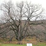 El Roble del Romanejo la sombra de mil ovejas por Elena Bravo Tomás