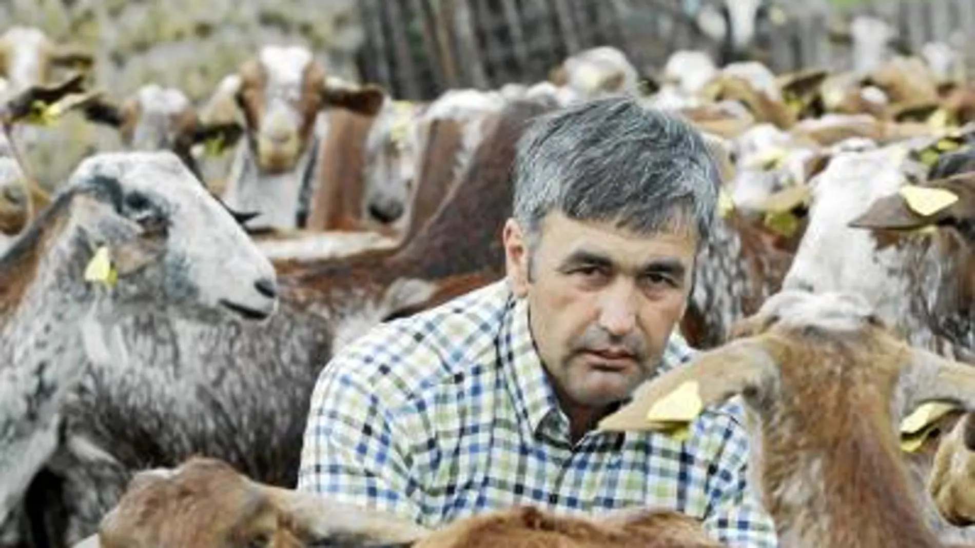 Francisco Ávila, entre sus animales, cree que será uno de los últimos cabreros que sobrevivirán con este negocio en el siglo XXI