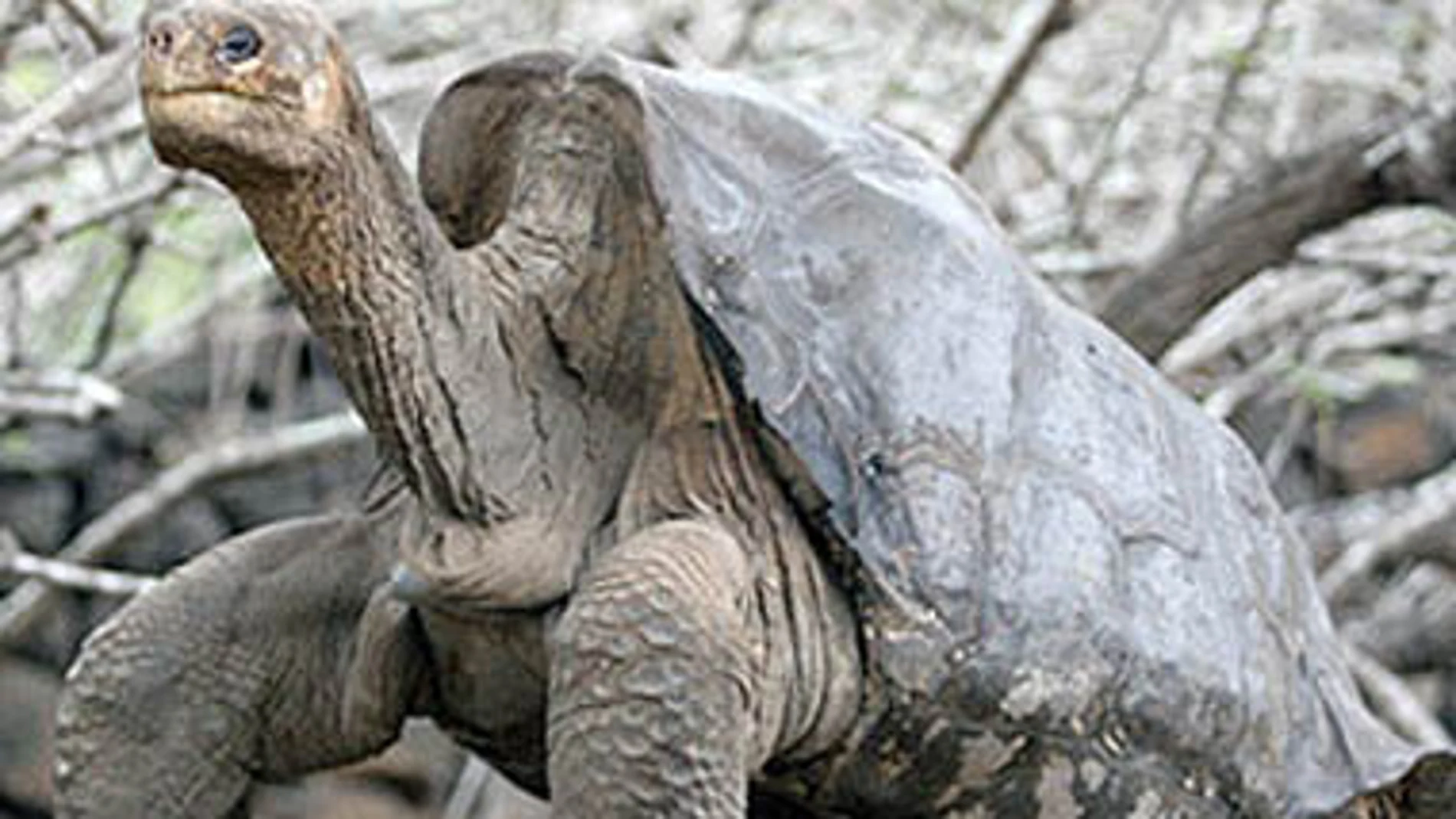 George, el último espécimen conocido de tortuga gigante de Isla Pinta