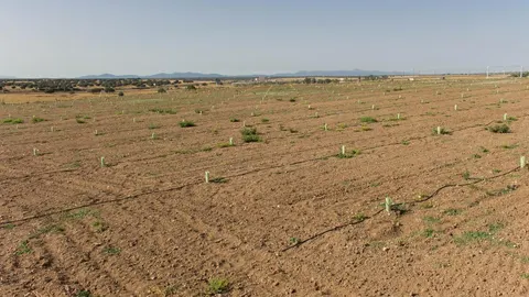 Encinas plantadas en la finca de Castro Enríquez