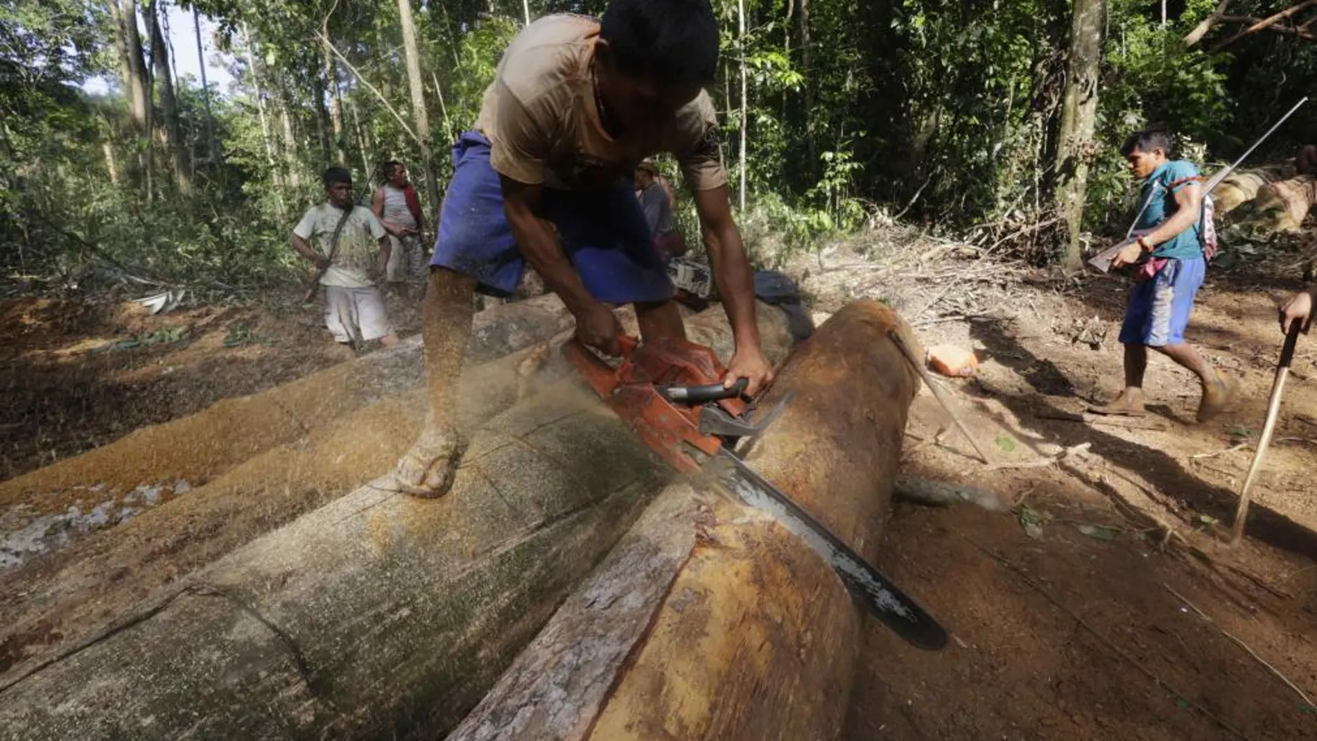 La deforestación de la selva amazónica creció un 29%