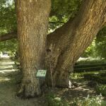 «Pantalones», el árbol más emblemático de Madrid, lucha por sobrevivir
