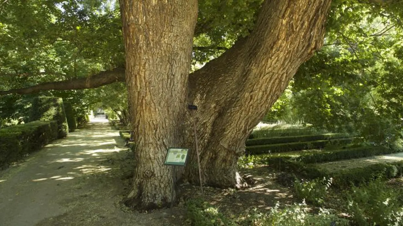 Pantalones», el árbol más emblemático de Madrid, lucha por sobrevivir