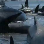 Voluntarios de Nueva Zelanda luchan por salvar a 200 ballenas varadas