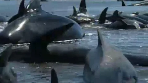 Voluntarios de Nueva Zelanda luchan por salvar a 200 ballenas varadas