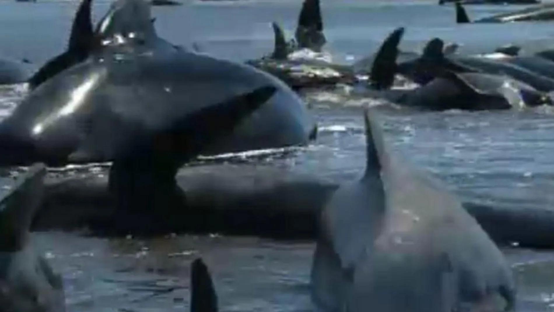 Voluntarios de Nueva Zelanda luchan por salvar a 200 ballenas varadas
