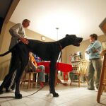 Muere Zeus, el perro más alto del mundo