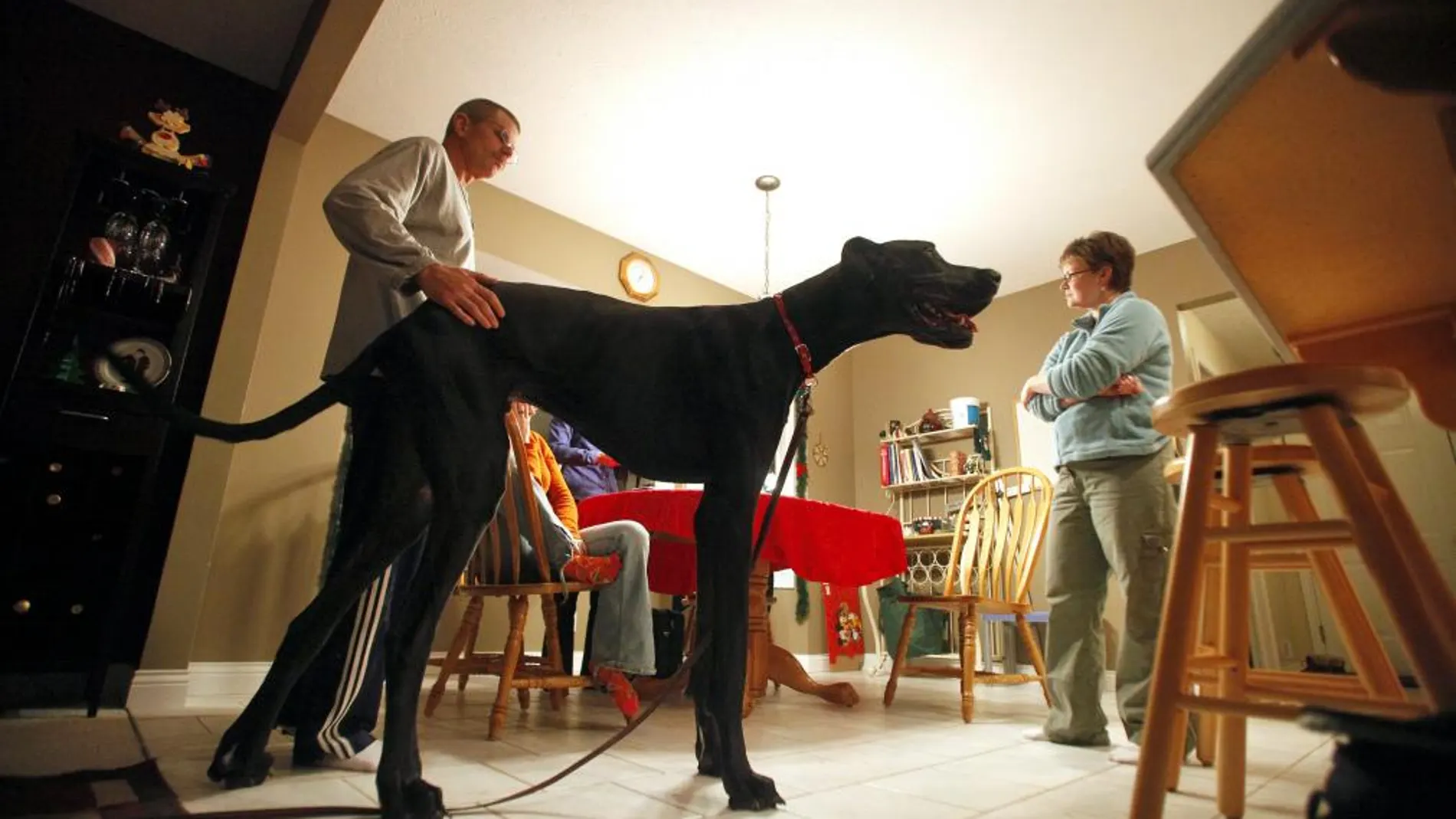 Muere Zeus, el perro más alto del mundo