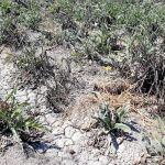 En la imagen, un campo de alcachofas afectadas por la sequía. La Unió pide que se valoren las pérdidas para compensarlas