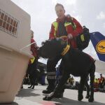 Un miembro de los equipos de rescate de Alemania y su perro se disponen a subir e un avión para volar a Nepal