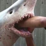 Un tiburón «resucita» en una pescadería de Londres
